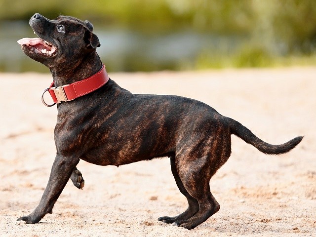 Staffordshire Bull Terrier thumbnail